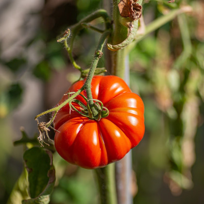 Rajče Brutus - Solanum lycopersicum - semena - 7 ks