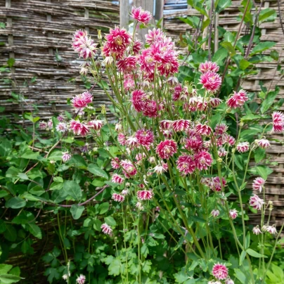 Orlíček Nora Barlow - Aquilegia vulgaris - semena - 30 ks