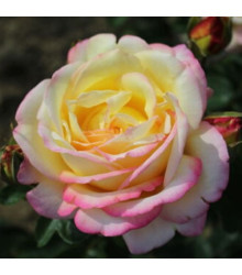 Růže velkokvětá keřová žlutorůžová - Rosa - prostokořenné sazenice - 1 ks