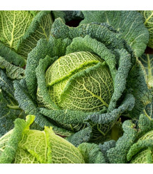 Kapusta hlávková Blistra F1 - Brassica oleracea - semena - 35 ks