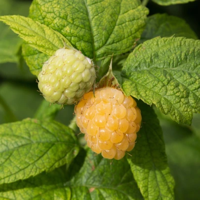 Maliník žlutý - Rubus idaeus - prostokořenné sazenice - 2 ks