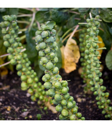 BIO Kapusta růžičková Groninger - Brassica oleracea - bio semena - 50 ks