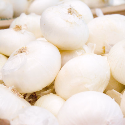 Cibule kuchyňská Ranila - Allium cepa - semena - 100 ks