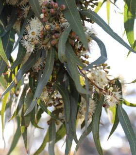 Eukalyptus Lemon Bush - Blahovičník - Eucalyptus gunnii - semena - 10 ks