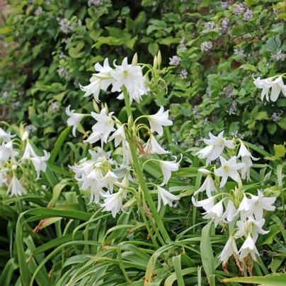 Křín Powellii bílý - Crinum Powellii album - cibuloviny - 1 ks