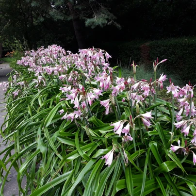 Křín Powellii růžový - Crinum Powellii rosea - cibuloviny - 1 ks