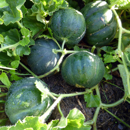 Meloun cukrový Petit Gris de Rennes - Cucumis melo - semena - 10 ks