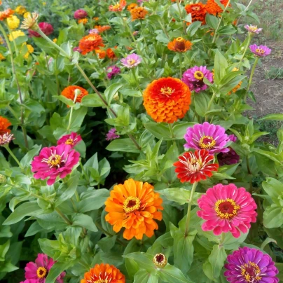 BIO Ostálka směs barev - Zinnia elegans - bio semena - 20 ks