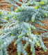 Eukalyptus Baby Blue - Blahovičník - Eukalyptus pulverulenta - semena - 8 ks