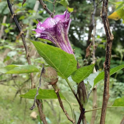 Durman metelový Ballerina - Datura metel - semena - 5 ks