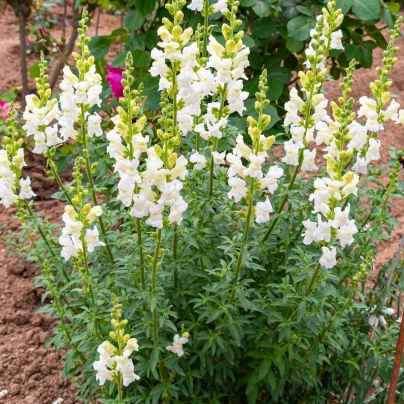 Hledík větší bílý - Antirrhinum majus - semena - 35 ks