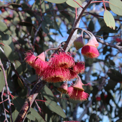 Eukalyptus caesia Magna - Blahovičník - Eucalyptus caesia - semena - 10 ks