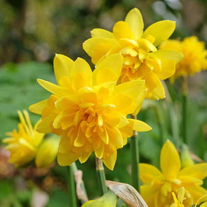 Narcis Tete Deluxe - Narcissus - cibuloviny - 3 ks