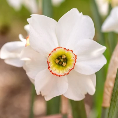 Narcis Dreamlight - Narcissus - cibuloviny - 3 ks