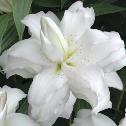 Lilie Lotus Beauty - Lilium - cibuloviny - 1 ks