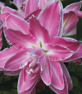 Lilie Lotus Wonder - Lilium - cibuloviny - 1 ks