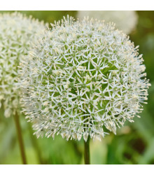 Česnek White Giant - Allium - cibuloviny - 1 ks