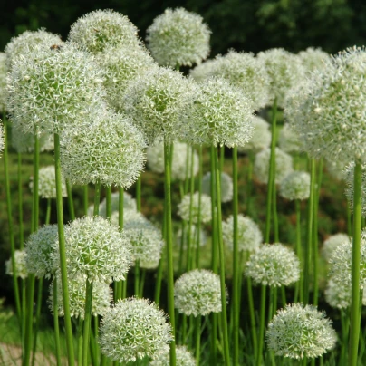 Česnek White Giant - Allium - cibuloviny - 1 ks