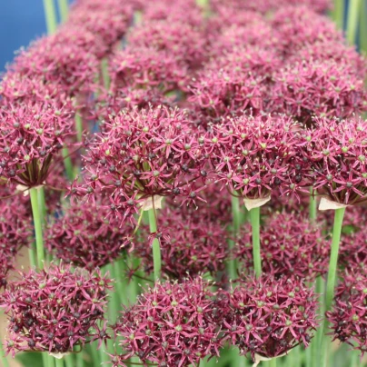 Česnek Atropurpureum - Allium - cibuloviny - 3 ks