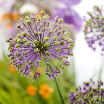 Česnek Akbulak - Allium - cibuloviny - 3 ks