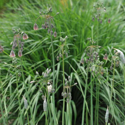 Česnek sicilský - Allium siculum - cibuloviny - 5 ks