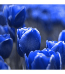 Tulipán Triumph Blue - Tulipa - cibuloviny - 3 ks