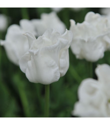 Tulipán Liberstar White - Tulipa - cibuloviny - 3 ks