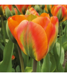 Tulipán Orange Marmelade - Tulipa - cibuloviny - 3 ks