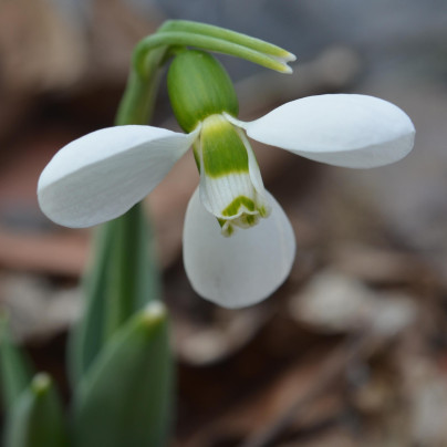 Sněženka Polar Bear - Galanthus elwesii - cibuloviny - 3 ks