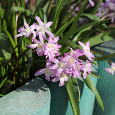 Ladonička Pink Giant - Chionodoxa forbesii - cibuloviny - 5 ks