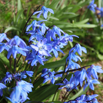 Ladoňka dvoulistá modrá - Scilla bifolia blue - cibuloviny - 3 ks