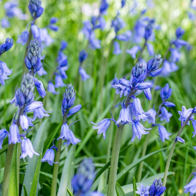 Ladoňka zvonkovitá modrá - Scilla campanulata - cibuloviny - 3 ks