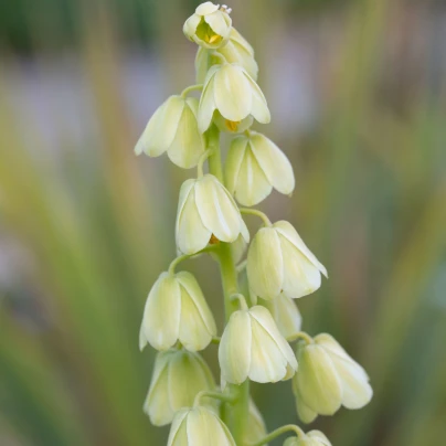 Řebčík perský bílý - Fritillaria persica - cibuloviny - 1 ks