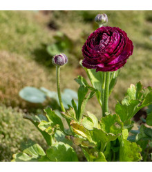 Pryskyřník Tomer Purple - Ranunculus asiaticus - cibuloviny - 3 ks