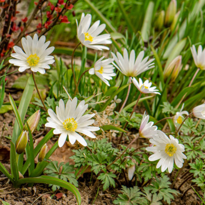 Sasanka vábná White Splendour - Anemone blanda - cibuloviny - 3 ks