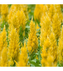 Nevadlec žlutý - Celosia plumosa - semena - 50 ks