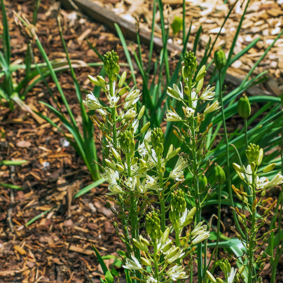 Ladoník bílý - Camassia alba - cibuloviny - 2 ks