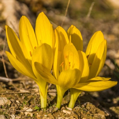 Lužanka - Sternbergia - cibuloviny - 3 ks