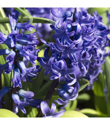Hyacint mnohokvětý modrý - Hyacinthus - cibuloviny - 1 ks