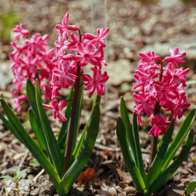 Hyacint mnohokvětý růžový - Hyacinthus - cibuloviny - 1 ks