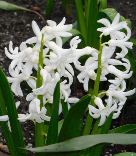 Hyacint mnohokvětý bílý - Hyacinthus - cibuloviny - 1 ks