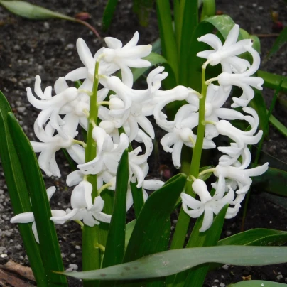 Hyacint mnohokvětý bílý - Hyacinthus - cibuloviny - 1 ks