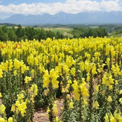 Hledík větší žlutý - Antirrhinum majus - semena - 20 ks