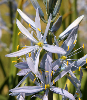 Ladoník bleděmodrý - Camassia cusickii - cibuloviny - 2 ks