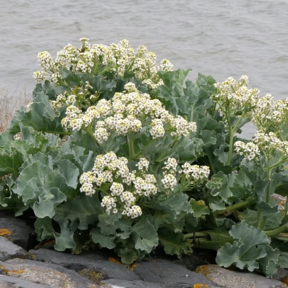 BIO Katráň přímořský - Crambe maritima - bio semena - 4 ks