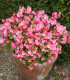 Semena begonie – Begonie Super Olympia Rosa F1 – Begonia semperflorens
