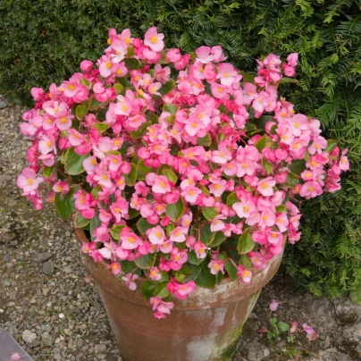 Semena begonie – Begonie Super Olympia Rosa F1 – Begonia semperflorens