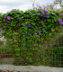 BIO Povíjnice fialová - Ipomoea purpurea - bio semena - 15 ks