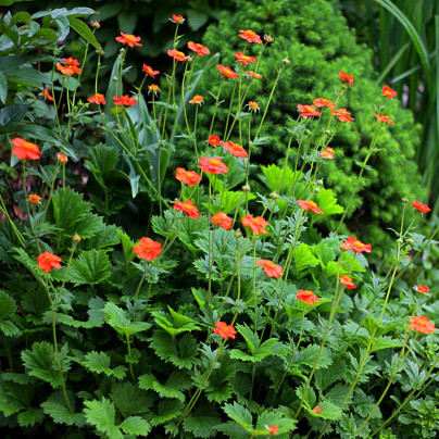 Kuklík Chilský Red Dragon - Geum chiloense - semena - 20 ks