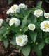 Ostálka Zinderella White - Zinnia elegans - semena - 20 ks